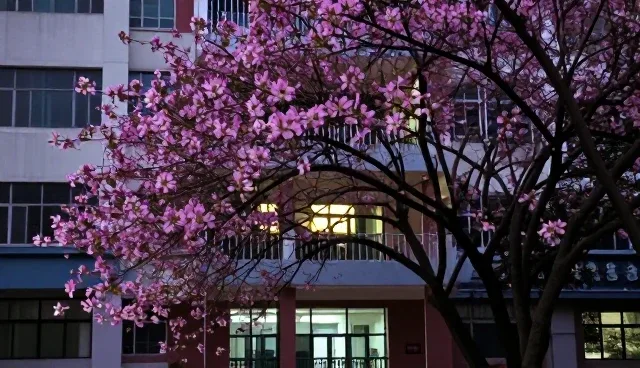 紫荆树种植合作社如何构建稳定渠道供货体系